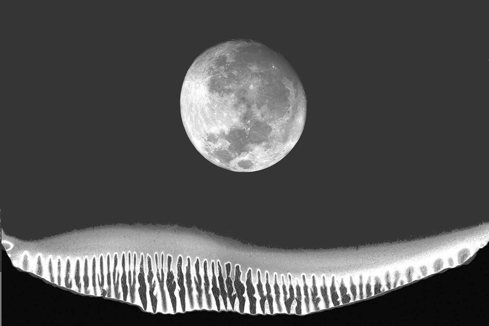 Moon Worshippers abstract image digital art photograph Raphael Shevelev