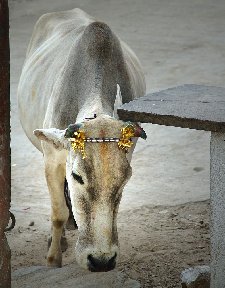 Indian cow in Rajasthan town of Eklingji photograph by Raphael Shevelev