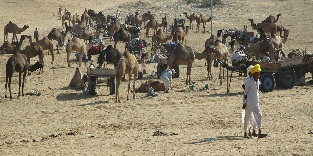 View of Pushkar Camel Fair Rajasthan photograph by Raphael Shevelev