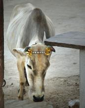Indian cow in Rajasthan town of Eklingji photograph by Raphael Shevelev