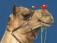 Camel portrait Pushkar Camel Fair Rajasthan photograph by Raphael Shevelev