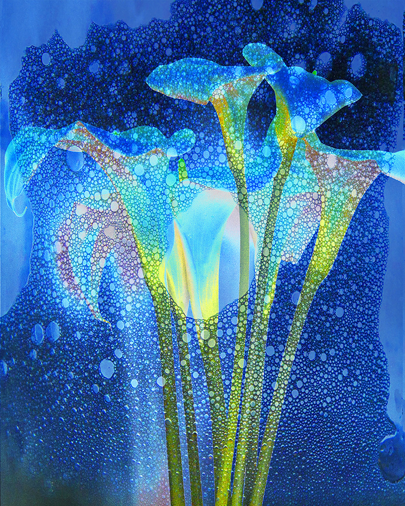 Blue Lillies | Photograph by Raphael Shevelev